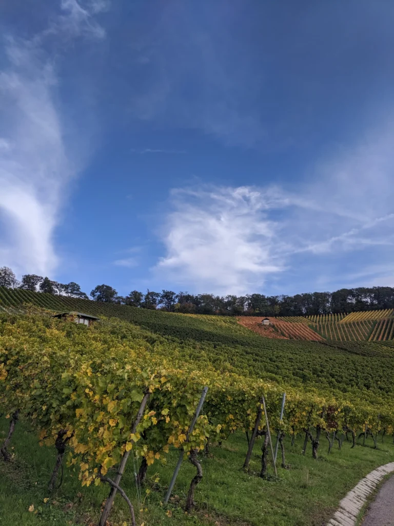 Heilbronn Vineyards