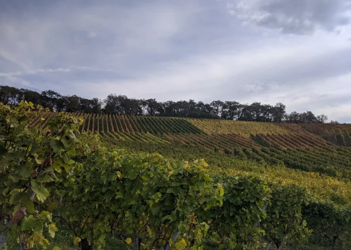 Vineyards Heilbronn Wartberg Autumn