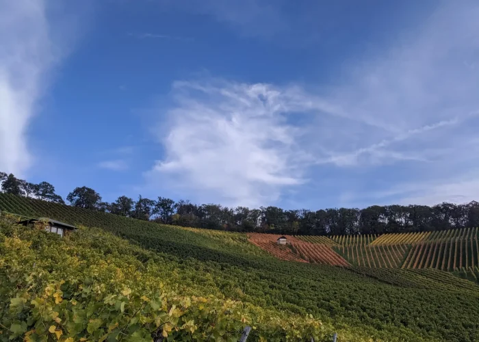 Vineyards Heilbronn