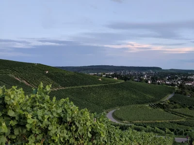 Vineyards Wartberg 2