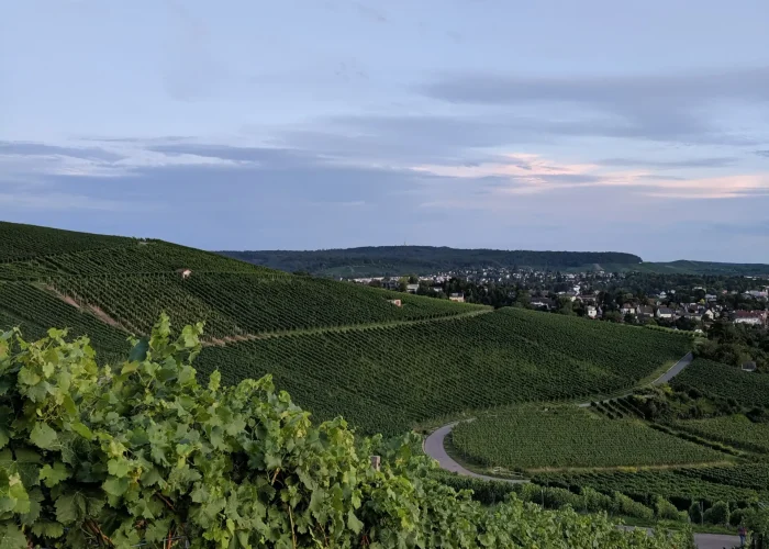 Vineyards Wartberg 2