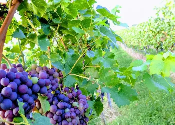 Wartberg vineyard grapes 2